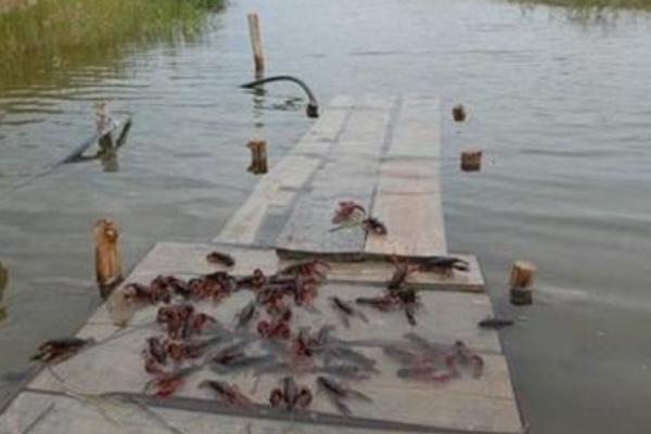 龍蝦苗哪里有批發(fā)