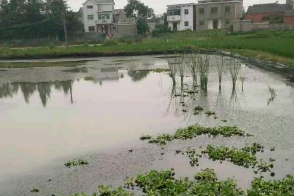 龍蝦苗哪里有批發(fā)