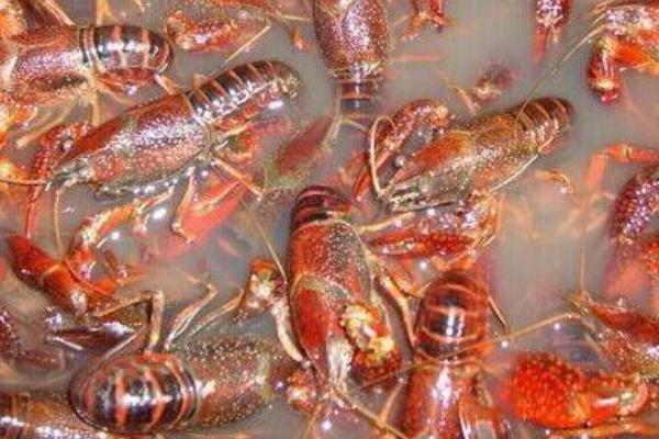 龍蝦苗哪里有批發(fā)