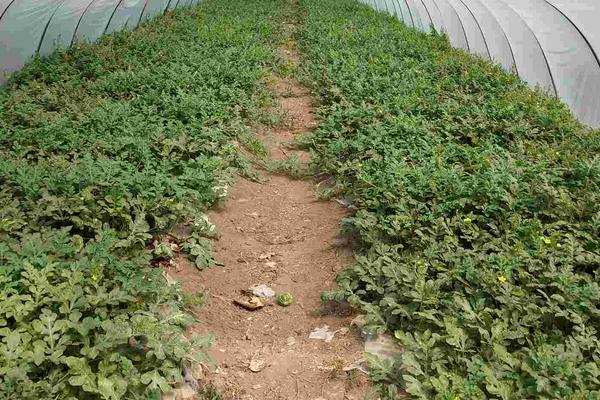 美都西瓜有幾個品種