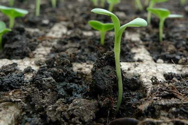 草莓一二三代苗區別