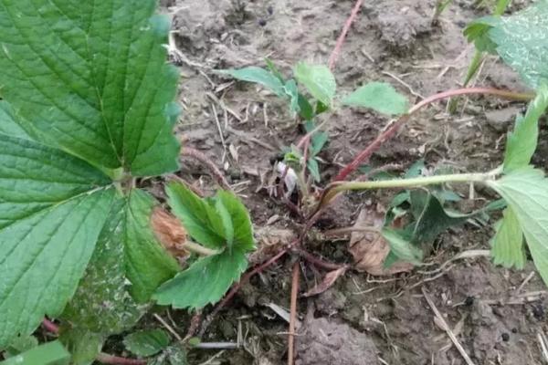 草莓一二三代苗區別