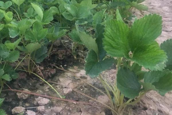 草莓一二三代苗區別