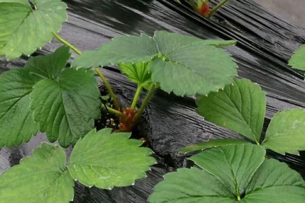 草莓一二三代苗區別