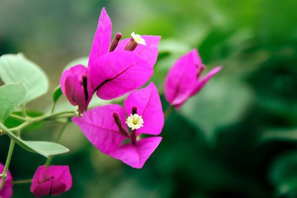 三角梅的養殖方法和注意事項剪枝