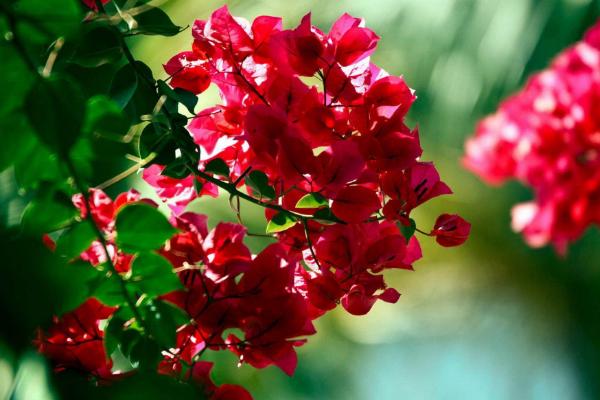 三角梅的養殖方法和注意事項剪枝