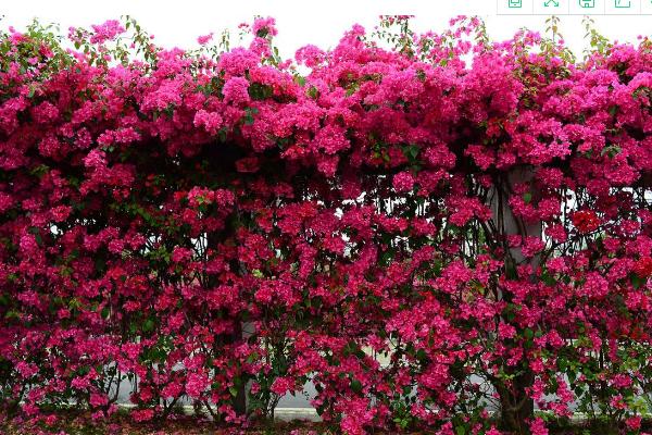 三角梅的養殖方法和注意事項剪枝