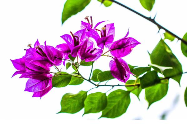 三角梅的養殖方法和注意事項剪枝