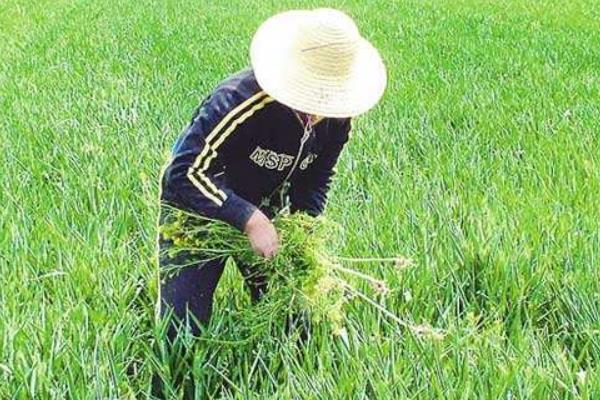除草劑種類有哪幾種?怎么分類