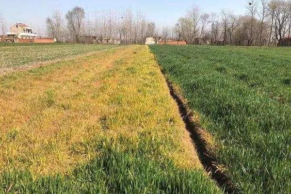 除草劑種類有哪幾種?怎么分類