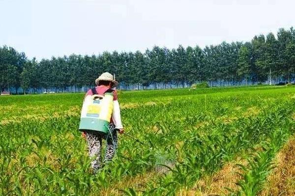 除草劑種類有哪幾種?怎么分類