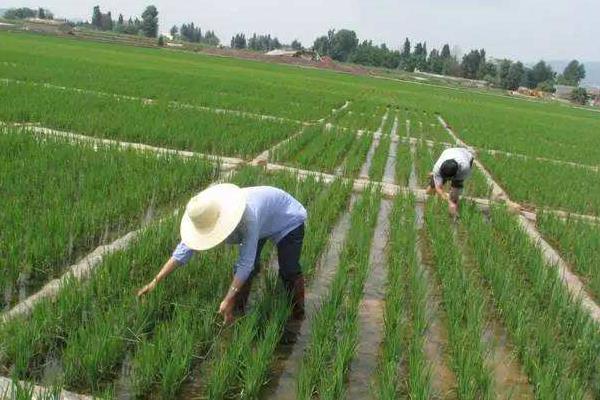 除草劑種類有哪幾種?怎么分類