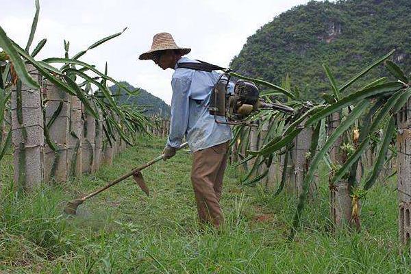 除草劑種類有哪幾種?怎么分類