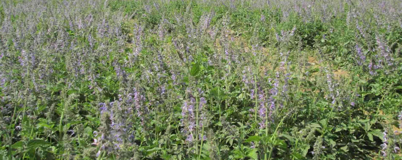 丹參的高產栽培技術,建議采用根段方式繁殖,產量更高