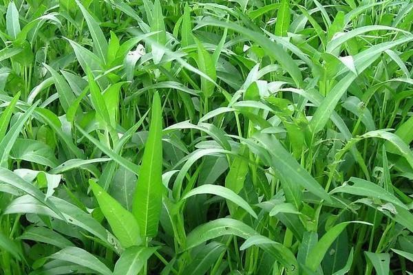 空心菜育苗方法和時間