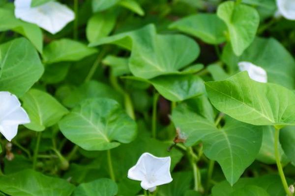 空心菜育苗方法和時間