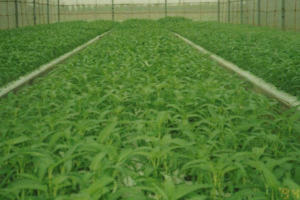 空心菜育苗方法和時間