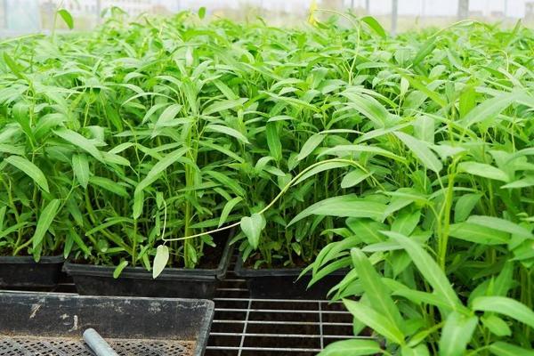 空心菜育苗方法和時間