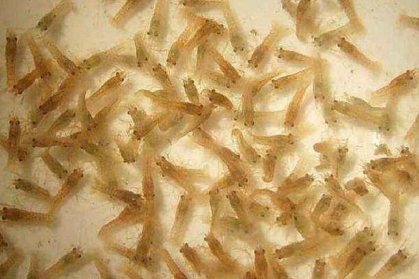 北方能養(yǎng)殖小龍蝦嗎