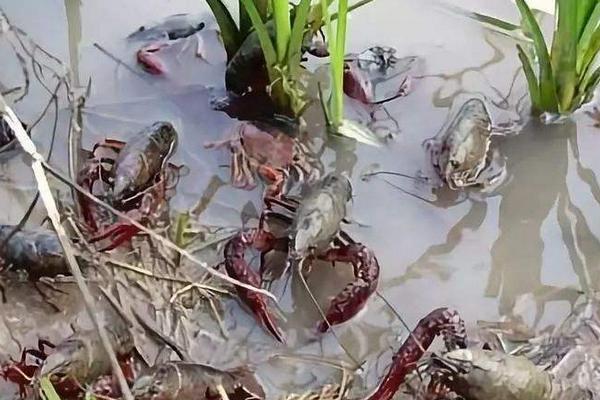 北方能養(yǎng)殖小龍蝦嗎