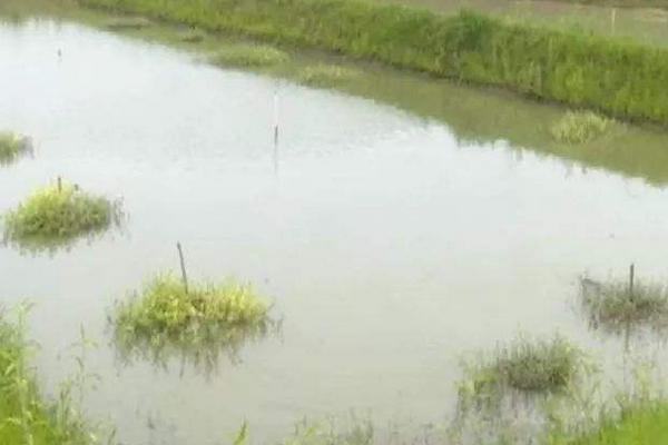 北方能養(yǎng)殖小龍蝦嗎