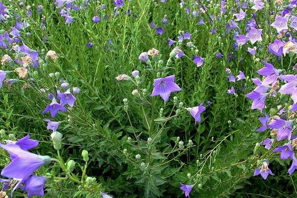 桔梗種植技術(shù)及畝收益