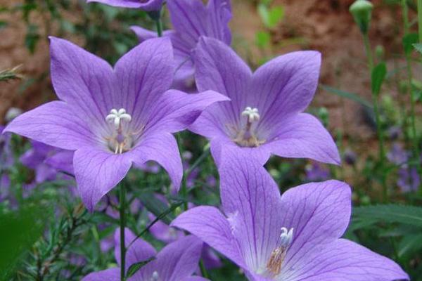 桔梗種植技術(shù)及畝收益