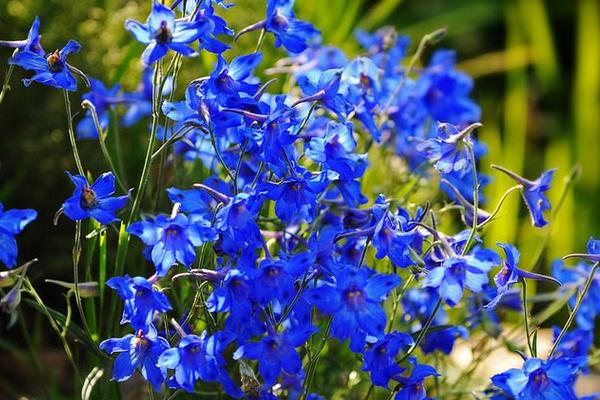 桔梗種植技術(shù)及畝收益