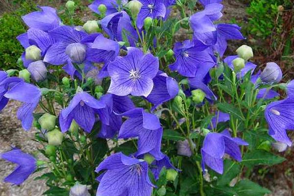 桔梗種植技術(shù)及畝收益