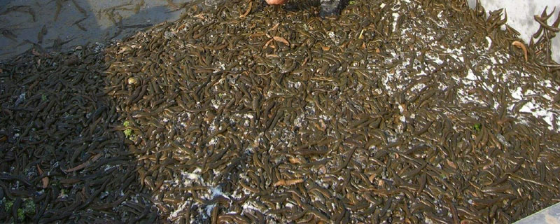 螞蝗怎么養(yǎng) 螞蝗養(yǎng)殖技術(shù)與注意事項(xiàng)