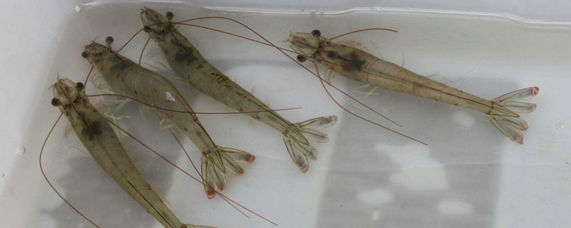 南美白對蝦淡水養(yǎng)殖技術(shù) 南美白對蝦白便治療方法