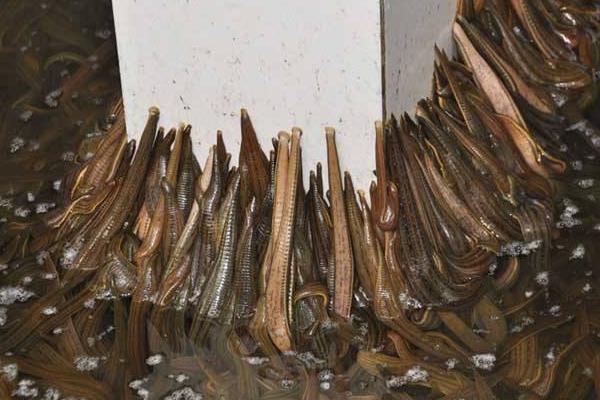 螞蝗怎么養 螞蝗養殖技術與注意事項