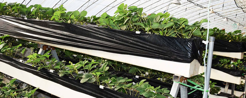 自制立體種植架，包括切割和粘合