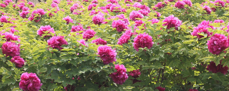 牡丹花的種植技術及方法
