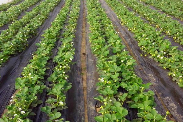 草莓灰霉病特效藥