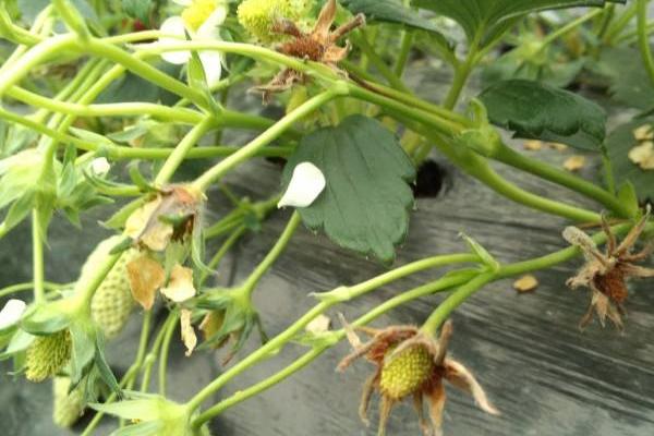 草莓灰霉病特效藥