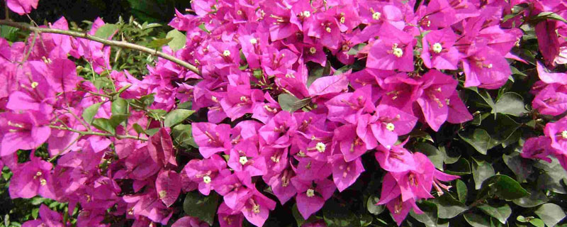 三角梅的養殖方法和剪枝注意事項，兩次修剪很重要