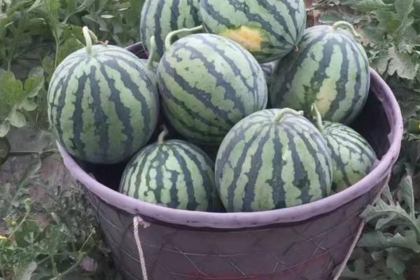 美都西瓜有幾個品種，高端的中早熟品種吉甜盛美