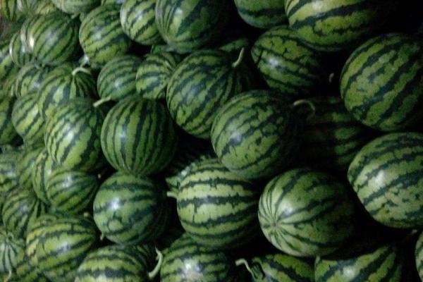 美都西瓜有幾個品種，高端的中早熟品種吉甜盛美