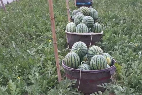 美都西瓜有幾個品種，高端的中早熟品種吉甜盛美