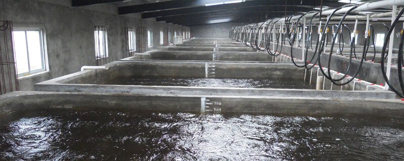 南美白對蝦養(yǎng)殖方法，全面掌握養(yǎng)殖南美白對蝦的技術