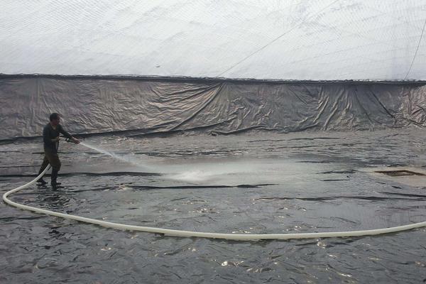 南美白對蝦養殖方法，掌握這7點輕松提高產量和收益