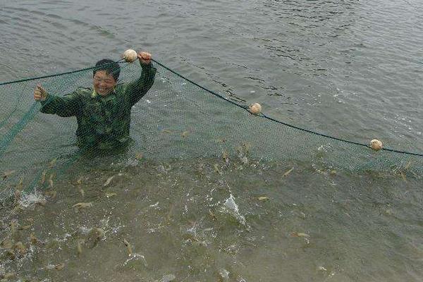 南美白對蝦養殖方法，掌握這7點輕松提高產量和收益