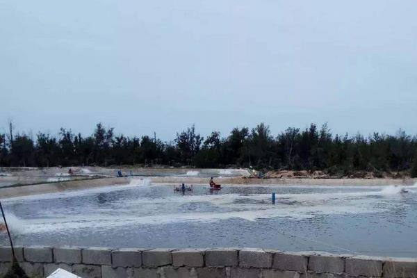 南美白對蝦養殖方法，掌握這7點輕松提高產量和收益