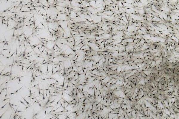 南美白對蝦養殖方法，掌握這7點輕松提高產量和收益