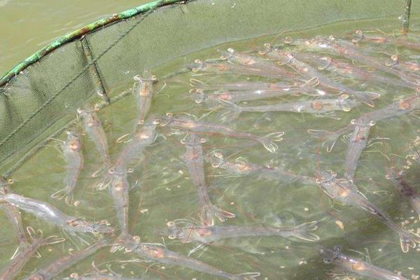 南美白對蝦養殖方法，掌握這7點輕松提高產量和收益