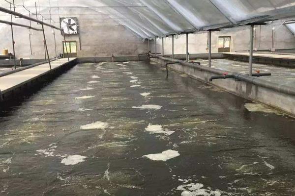 南美白對蝦養殖方法，掌握這7點輕松提高產量和收益