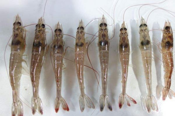 南美白對蝦養殖方法，掌握這7點輕松提高產量和收益