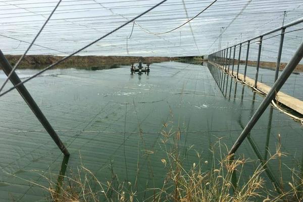 南美白對蝦養殖方法，掌握這7點輕松提高產量和收益