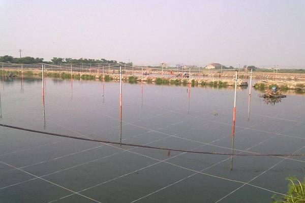 南美白對蝦養殖方法，掌握這7點輕松提高產量和收益